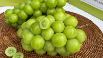 🎁 놓치면 후회! 특가 샤인머스켓 선물세트 후기🍇